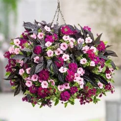 Top Class Colour Themed Collection