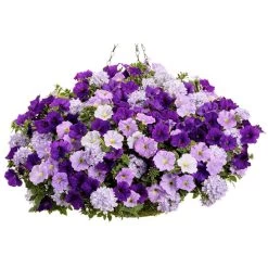 True Beauty Colour Themed Collection