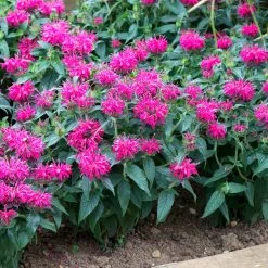 Monarda Balmy Rose -Dobies FLSMON38347