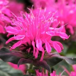 Monarda Balmy Rose -Dobies FLSMON38348