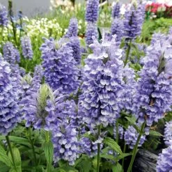 Nepeta Nervosa 'Blue Moon'