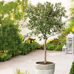 Olive Tree (Standard) 13 Olive Tree (Standard) -Dobies FLSOLI32561