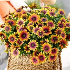 Osteospermum 'Purple Sun'
