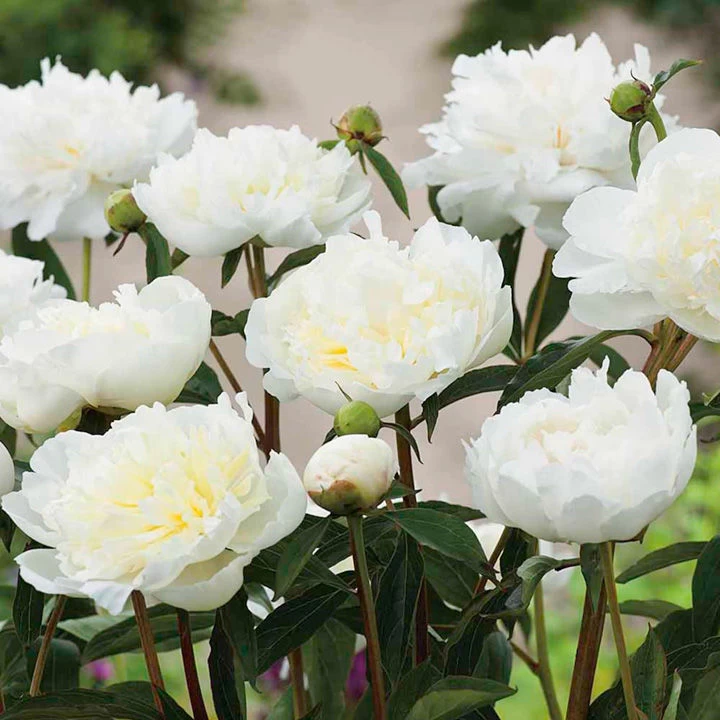 Peony 'Duchesse De Nemours' 1 Peony 'Duchesse De Nemours'