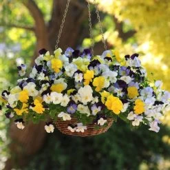 Pansy 'Coolwave' -Dobies FLSPAN37761