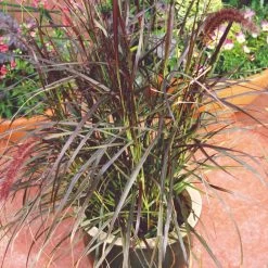 Pennisetum Rubrum Plant -Dobies FLSPEN17998