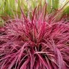 Pennisetum Plant - Fireworks