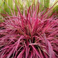Pennisetum Plant - Fireworks