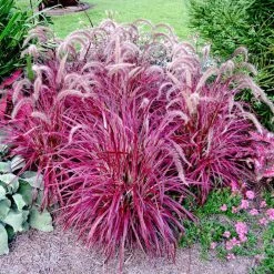 Pennisetum Plant - Fireworks 6 Pennisetum Plant - Fireworks -Dobies FLSPEN34585