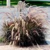 Pennisetum Rubrum Plant