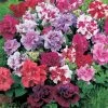 Petunia Seeds - Duo Mixed F1