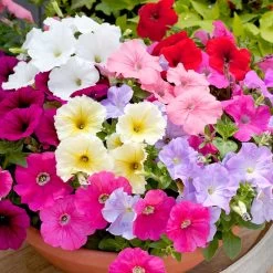 Petunia 'Frenzy Mixed' F1 Hybrid -Dobies FLSPET35271