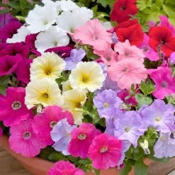 Petunia 'Frenzy Mixed' F1 Hybrid -Dobies FLSPET35272