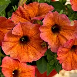 Super Petunia (Beautical) Plants - Cinnamon