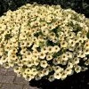 Super Petunia (Beautical) Plants - French Vanilla