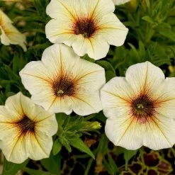 Super Petunia (Beautical) Plants - French Vanilla -Dobies FLSPET36069