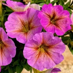 Super Petunia (Beautical) Plants - Sunray Pink -Dobies FLSPET36072