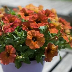 Super Petunia (Beautical) Plants - Cinnamon -Dobies FLSPET36076