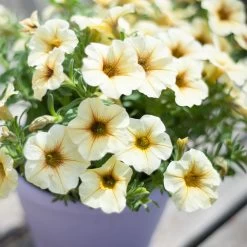 Super Petunia (Beautical) Plants - French Vanilla -Dobies FLSPET36078