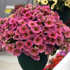 Super Petunia (Beautical) Plants - Sunray Pink -Dobies FLSPET37336