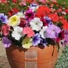 Petunia 'Frenzy Mixed' F1 Hybrid