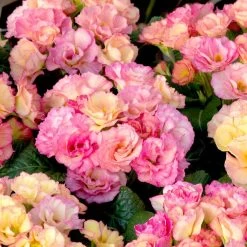 Primula Plants - Amore -Dobies FLSPRI37772