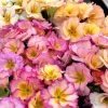 Primula Plants - Amore