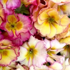 Primula Plants - Amore -Dobies FLSPRI37778