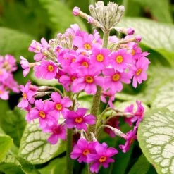 Primula Beesiana Plants -Dobies FLSPRI38365