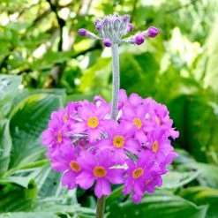 Primula Beesiana Plants -Dobies FLSPRI38366