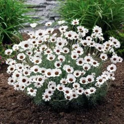 Rhodanthemum Plants - Casablanca