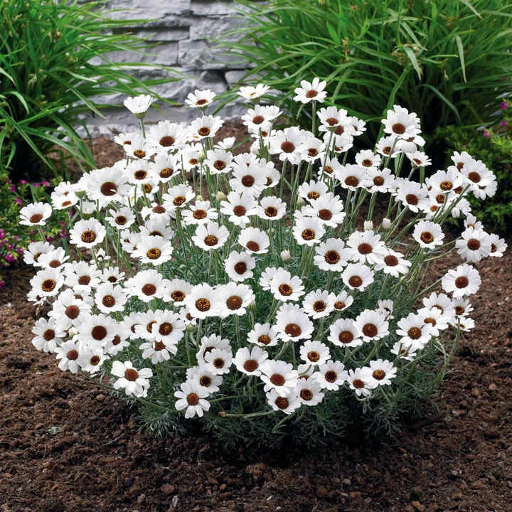Rhodanthemum Plants - Casablanca 1 Rhodanthemum Plants - Casablanca