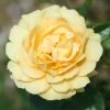 Rose Plant - Absolutely Fabulous