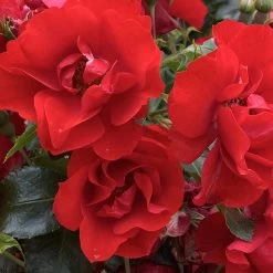 Rose Plant - Moment In Time