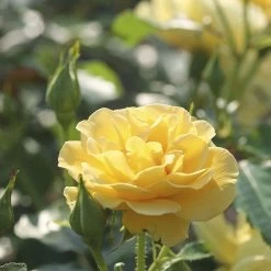 Rose Plant - Precious Gold