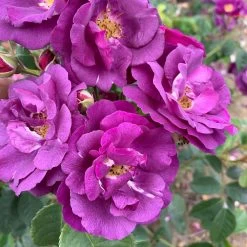Rose Plant - Rhapsody In Blue