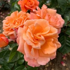 Rose 'Scent From Heaven'