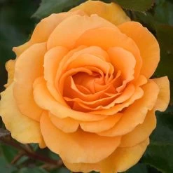 Rose Plant - Super Trouper