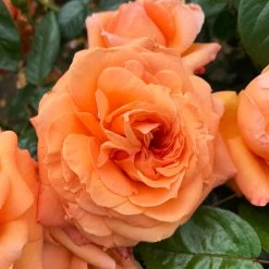 Rose 'Scent From Heaven' -Dobies FLSROS38054