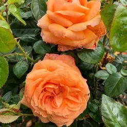 Rose 'Scent From Heaven' -Dobies FLSROS38055