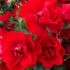 Rose Plant - Moment In Time -Dobies FLSROS38062