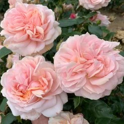 Rose Plant - Joie De Vivre -Dobies FLSROS38068