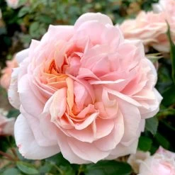 Rose Plant - Joie De Vivre -Dobies FLSROS38069