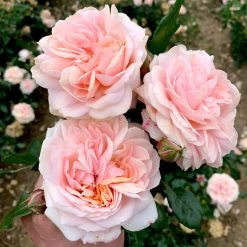 Rose Plant - Joie De Vivre -Dobies FLSROS38070