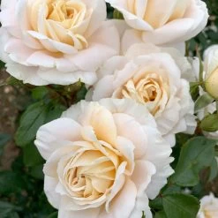 Rose Plant - Champagne Moment 7 Rose Plant - Champagne Moment -Dobies FLSROS38082
