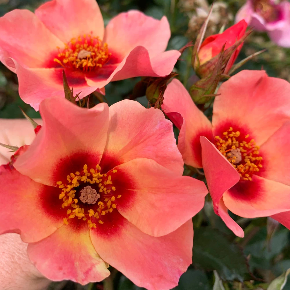 Rose 'For Your Eyes Only' (Floribunda Rose) 2 Rose 'For Your Eyes Only' (Floribunda Rose) - Image 2