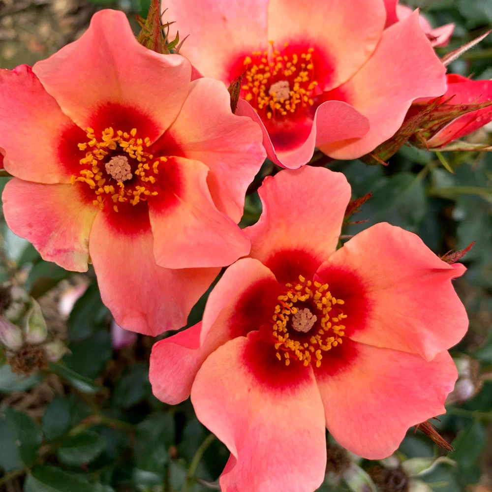 Rose 'For Your Eyes Only' (Floribunda Rose) 3 Rose 'For Your Eyes Only' (Floribunda Rose) - Image 3