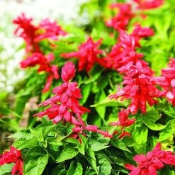 Salvia Blaze Of Fire