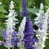 Salvia Plants - Farinacea Victoria