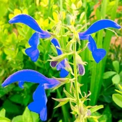 Gentian Sage (Salvia Patens)